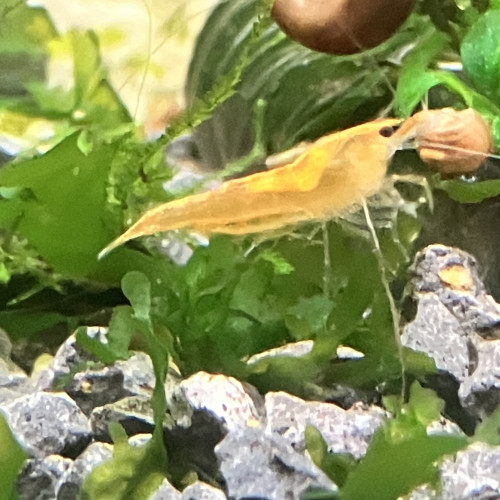 Néocaridina sakura orange
