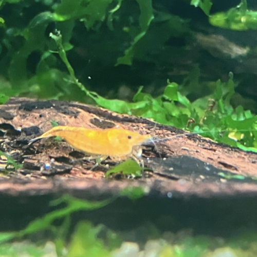 Néocaridina sakura orange