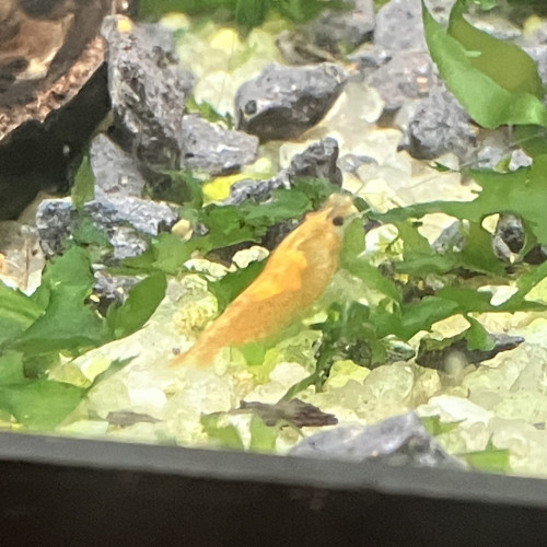 Néocaridina sakura orange