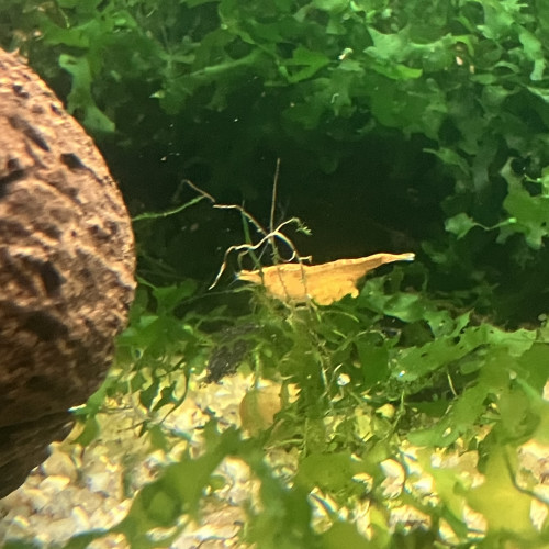 Néocaridina sakura orange