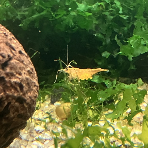 Néocaridina sakura orange