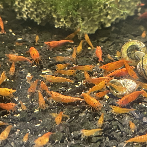 Neocaridina orange