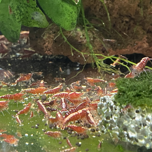 Caridina Fishbone galaxy red