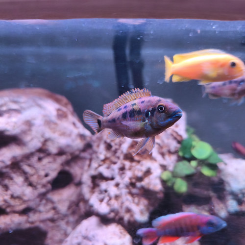 pseudotropheus Williamsi