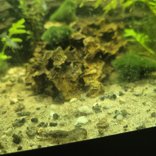 Ecrevisse Cambarellus-Diminutus