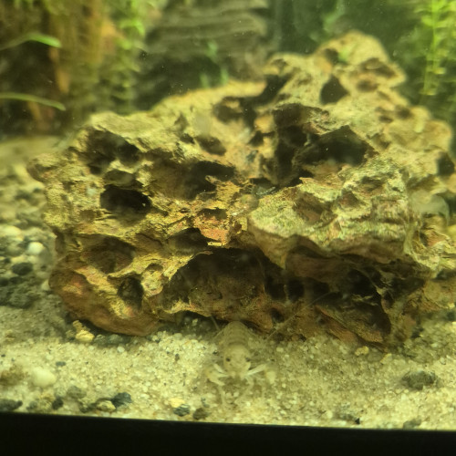 Ecrevisse Cambarellus-Diminutus