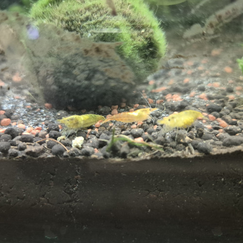 Crevettes Néocaridina