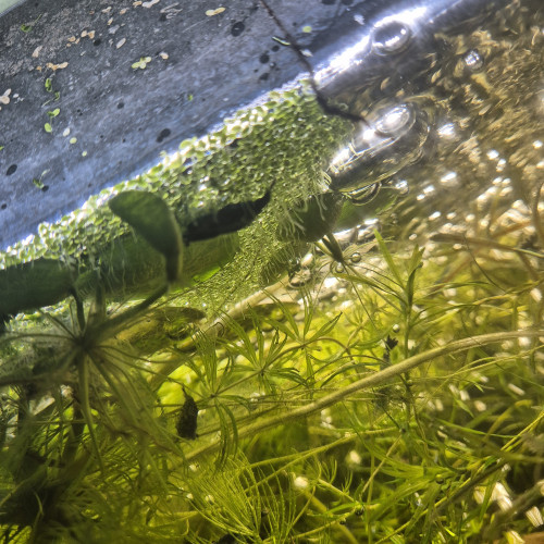 Crevettes Néocaridina