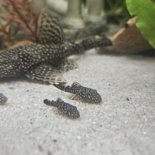 Ancistrus Dolichopterus