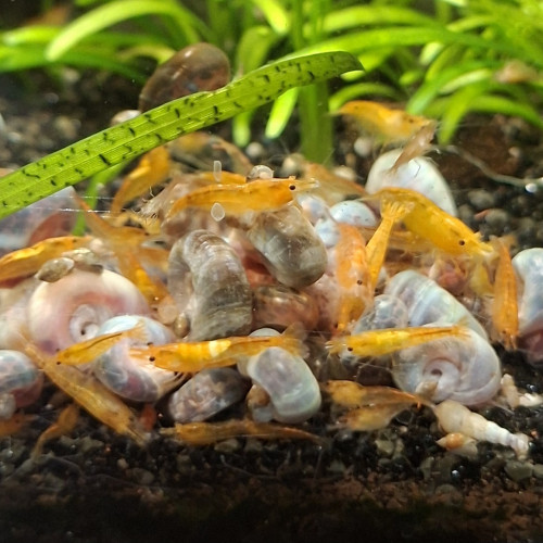 Neocaridina orange