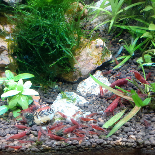 Red cherrys bien colorées (entre sakura et red fire)