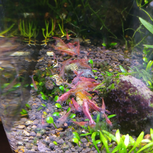 Red cherry classiques et sakura