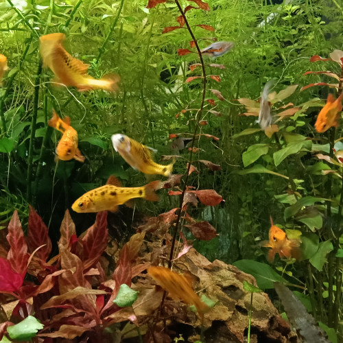 Donne 18 barbus de Schubert