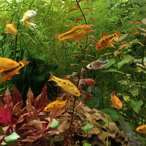 Donne 18 barbus de Schubert