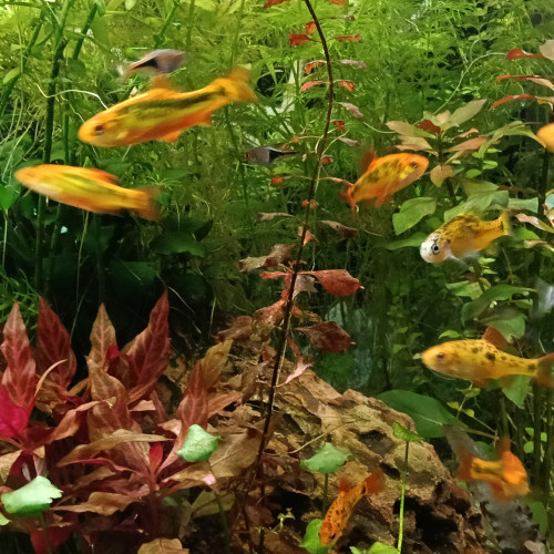 Donne 18 barbus de Schubert