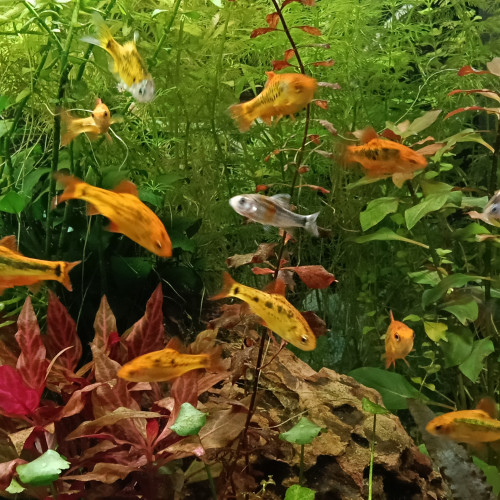 Donne 18 barbus de Schubert