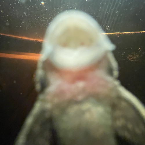 Don Pleco (poisson nettoyeur) – pour aquarium ≥ 250 L