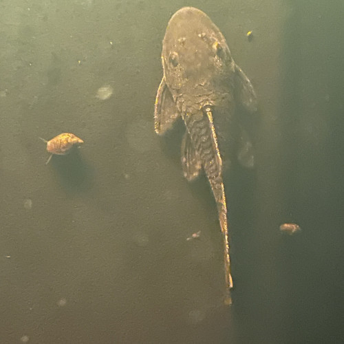 Don Pleco (poisson nettoyeur) – pour aquarium ≥ 250 L