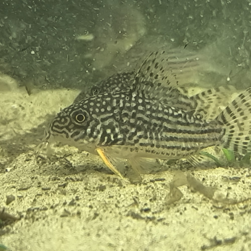 Corydoras Sterbaï
