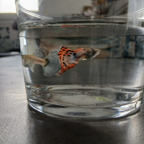 Guppy dumbo red mozaique