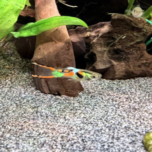 Guppy (Alevins, Jeunes et Adultes, Mâles / Femelles)