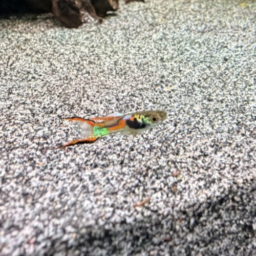 Guppy (Alevins, Jeunes et Adultes, Mâles / Femelles)