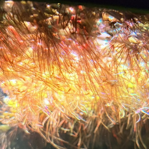 Salvinia Natans - Plante Flottante d'Aquarium ou Bassin