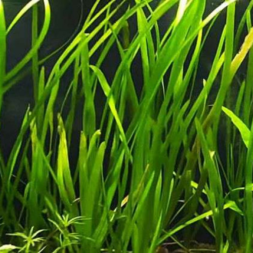Vallisneria Spiralis - Plante d'Aquarium