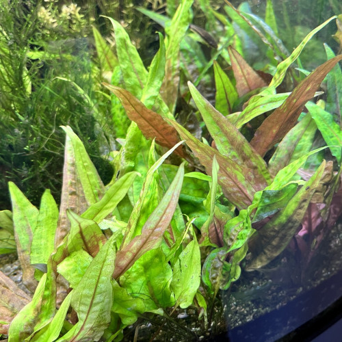 Cryptocoryne Wendtii - Plante d'Aquarium
