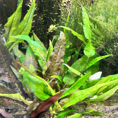 Cryptocoryne Wendtii - Plante d'Aquarium