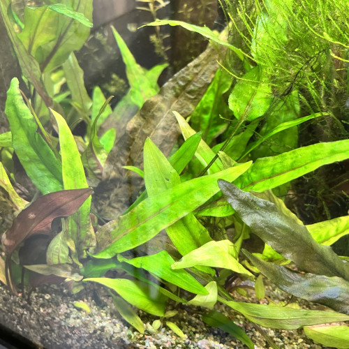 Cryptocoryne Wendtii - Plante d'Aquarium