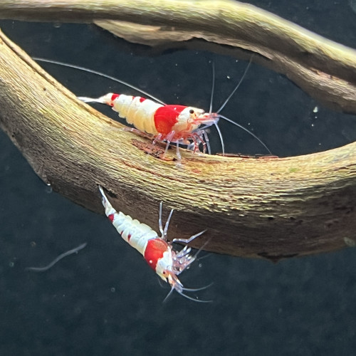 Crevettes Crystal Red Shrimp– élevage amateur