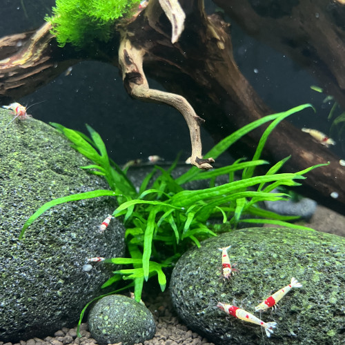 Crevettes Crystal Red Shrimp– élevage amateur