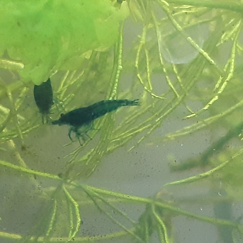 Crevettes Neocaridina Blue Velvet
