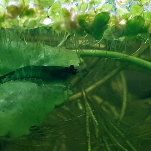 Crevettes Neocaridina Blue Velvet