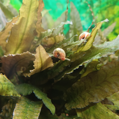 Lot Escargots Planorbes orange/rouge ×4