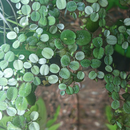 Plantes aquatique Salvinia natans