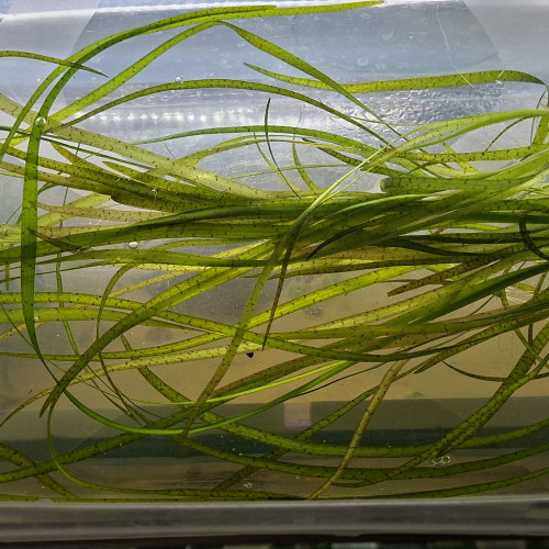 Vallisneria (15 brins)