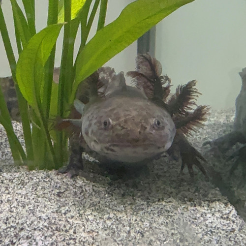 Axolotl sauvage disponible
