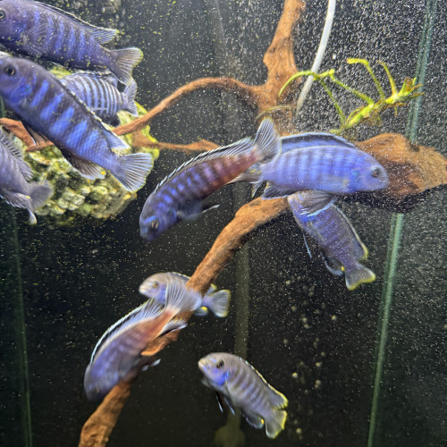 Échanges cychlidés Malawi contre plantes sur bois