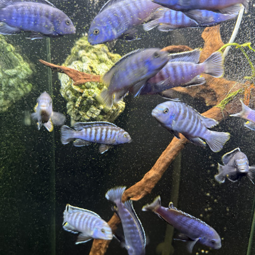 Échanges cychlidés Malawi contre plantes sur bois