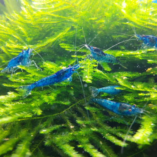 Crevettes Neocaridina "Blue Velvet" mâles adultes ♂