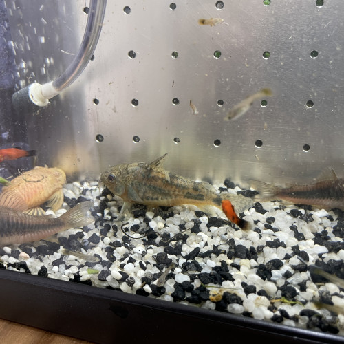 Ancistrus gold, corydoras
