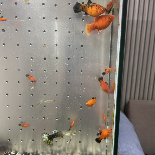 Platy et guppy jeunes