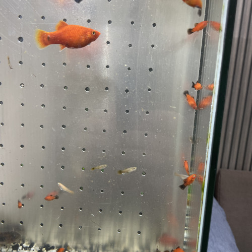 Platy et guppy jeunes