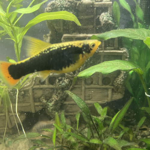 Platy et guppy jeunes