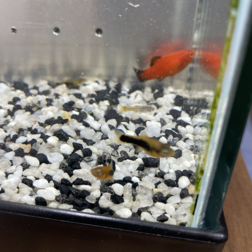 Platy et guppy jeunes