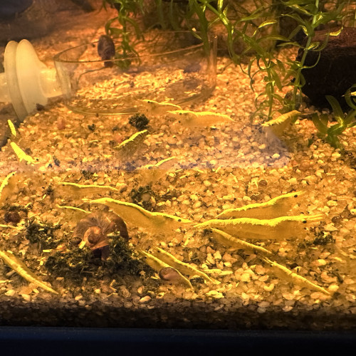 Crevettes Neocaridina Davidi Yellow Neon