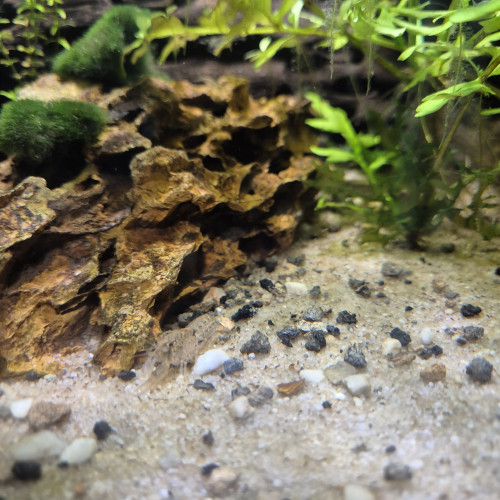 Ecrevisse Cambarellus-Diminutus