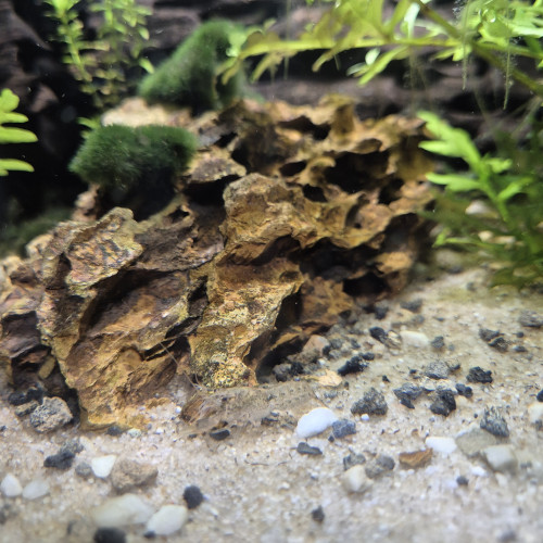 Ecrevisse Cambarellus-Diminutus